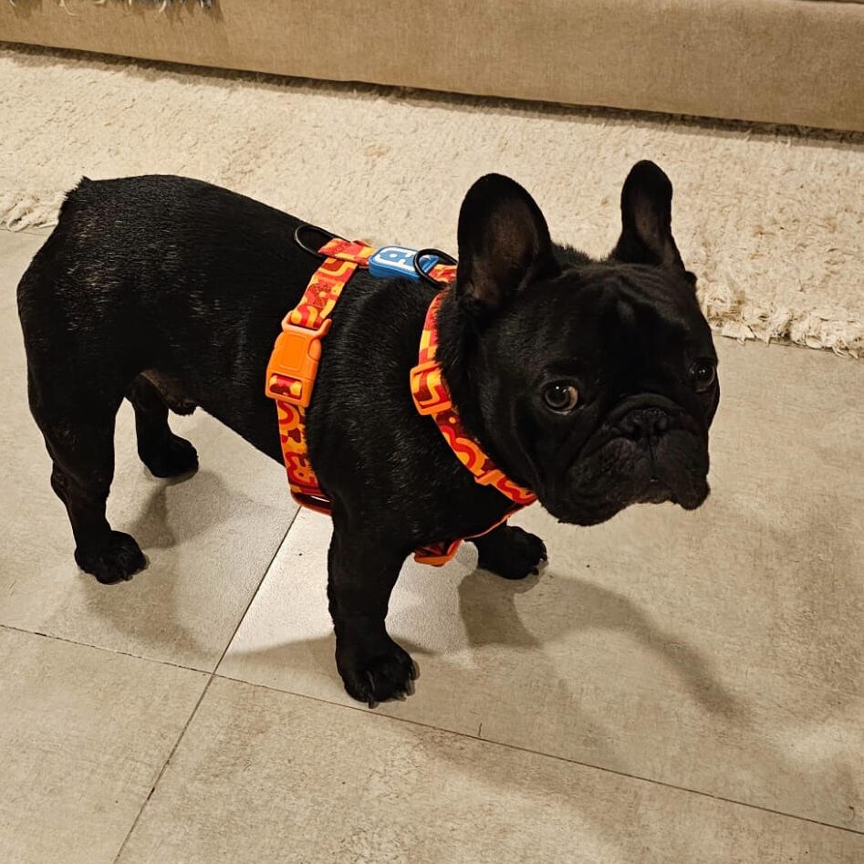 IMG 20241025 WA0032 E1759432525824